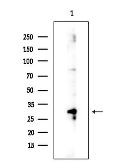 Invitrogen SRSF7 Polyclonal Antibody 100 &mu;L; Unconjugated:Antibodies,
