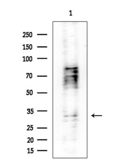 Invitrogen SRSF7 Polyclonal Antibody 100 &mu;L; Unconjugated:Antibodies,