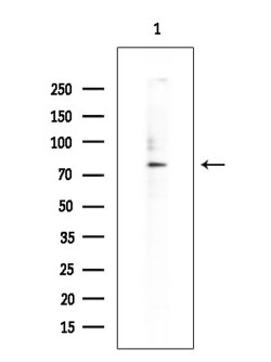 Invitrogen ZNF280C Polyclonal Antibody 100 &mu;L; Unconjugated:Antibodies,