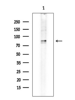 Invitrogen ZNF280C Polyclonal Antibody 100 &mu;L; Unconjugated:Antibodies,