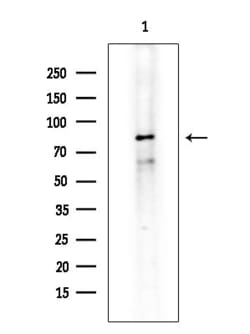 Invitrogen ZNF280C Polyclonal Antibody 100 &mu;L; Unconjugated:Antibodies,