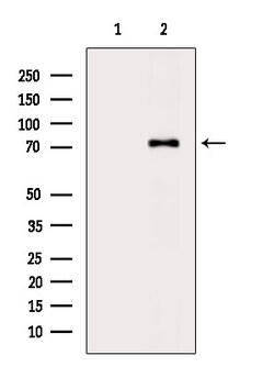 Invitrogen UBASH3A Polyclonal Antibody 100 &mu;L | Buy Online | Invitrogen&trade; | Fisher Scientific