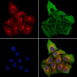 Invitrogen SYT16 Polyclonal Antibody 100 &mu;L; Unconjugated:Antibodies,
