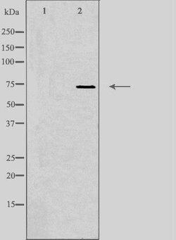 Invitrogen SYT16 Polyclonal Antibody 100 &mu;L; Unconjugated:Antibodies,