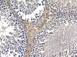 Invitrogen TSSK4 Polyclonal Antibody 100 &mu;L; Unconjugated:Antibodies,