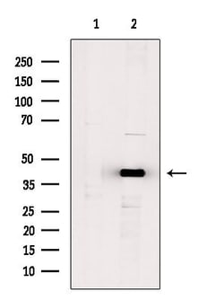 Invitrogen TSSK4 Polyclonal Antibody 100 &mu;L; Unconjugated:Antibodies,