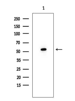 Invitrogen TIGD3 Polyclonal Antibody 100 &mu;L; Unconjugated:Antibodies,