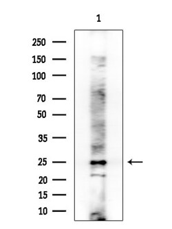 Invitrogen TCEAL1 Polyclonal Antibody 100 &mu;L; Unconjugated:Antibodies,