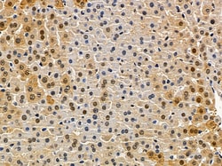Invitrogen TCEAL6 Polyclonal Antibody 100 &mu;L; Unconjugated:Antibodies,
