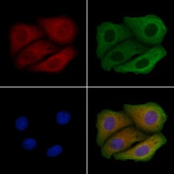 Invitrogen EIF2B4 Polyclonal Antibody 100 &mu;L; Unconjugated:Antibodies,
