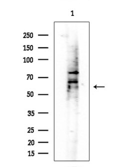 Invitrogen EIF2B4 Polyclonal Antibody 100 &mu;L; Unconjugated:Antibodies,