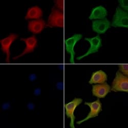 Invitrogen™ TMBIM1 Polyclonal Antibody