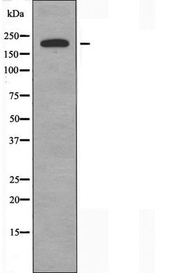 Invitrogen PEAK1 Polyclonal Antibody 100 &mu;L; Unconjugated:Antibodies,