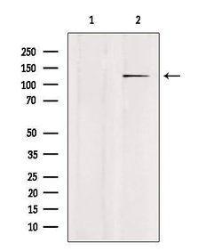 Invitrogen USP43 Polyclonal Antibody 100 &mu;L; Unconjugated:Antibodies,