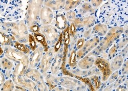 Invitrogen USP45 Polyclonal Antibody 100 &mu;L; Unconjugated:Antibodies,