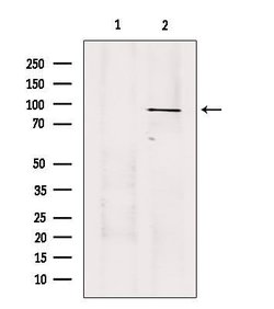 Invitrogen USP45 Polyclonal Antibody 100 &mu;L; Unconjugated:Antibodies,