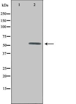 Invitrogen UEVLD Polyclonal Antibody 100 &mu;L; Unconjugated:Antibodies,