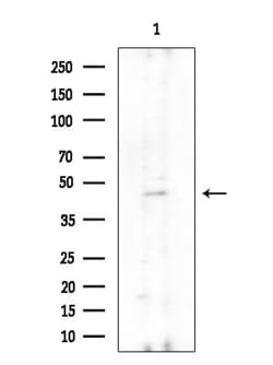Invitrogen UEVLD Polyclonal Antibody 100 &mu;L; Unconjugated:Antibodies,