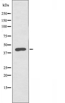 Invitrogen VPS26B Polyclonal Antibody 100 &mu;L | Buy Online | Invitrogen&trade; | Fisher Scientific