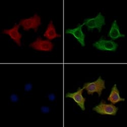Invitrogen SFT2D2 Polyclonal Antibody 100 &mu;L; Unconjugated:Antibodies,