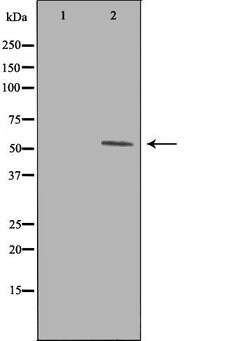 Invitrogen WIPF1 Polyclonal Antibody 100 &mu;L; Unconjugated:Antibodies,