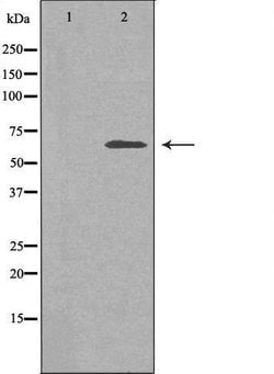 Invitrogen SLC30A9 Polyclonal Antibody 100 &mu;L; Unconjugated:Antibodies,