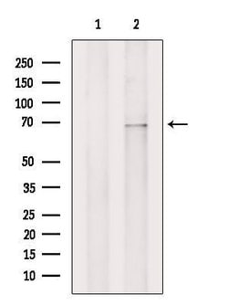 Invitrogen ZIP4 Polyclonal Antibody 100 &mu;L | Buy Online | Invitrogen&trade; | Fisher Scientific