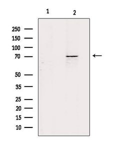Invitrogen ZP1 Polyclonal Antibody 100 &mu;L; Unconjugated:Antibodies,