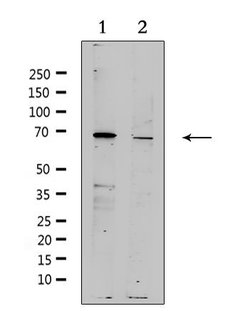 Invitrogen ZP4 Polyclonal Antibody 100 &mu;L; Unconjugated:Antibodies,
