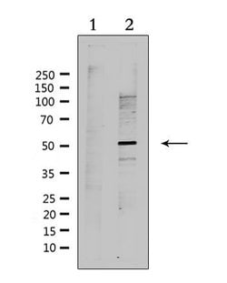 Invitrogen RAD51C Polyclonal Antibody 100 &mu;L; Unconjugated:Antibodies,