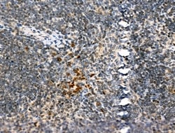 Invitrogen TBPL2 Polyclonal Antibody 100 &mu;L; Unconjugated:Antibodies,