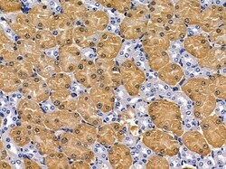 CREB3L2 Polyclonal Antibody, Invitrogen 100 &mu;L; Unconjugated:Antibodies,