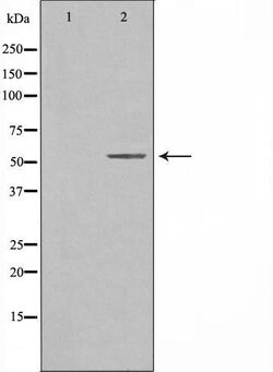 CREB3L2 Polyclonal Antibody, Invitrogen 100 &mu;L; Unconjugated:Antibodies,