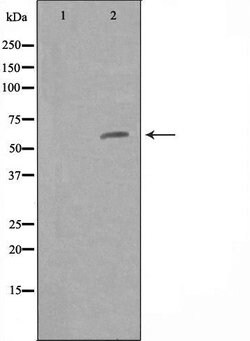 Invitrogen ZNF329 Polyclonal Antibody 100 &mu;L; Unconjugated:Antibodies,