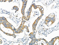 Invitrogen NDFIP1 Polyclonal Antibody 100 &mu;L; Unconjugated:Antibodies,