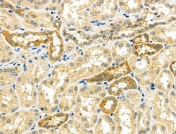 Invitrogen NDFIP1 Polyclonal Antibody 100 &mu;L; Unconjugated:Antibodies,