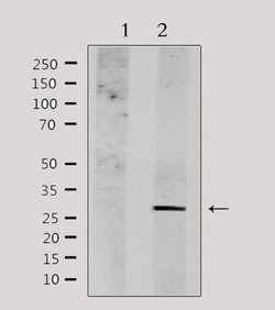 Invitrogen NDFIP1 Polyclonal Antibody 100 &mu;L; Unconjugated:Antibodies,