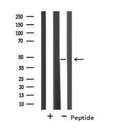 Invitrogen BRE Polyclonal Antibody 100 &mu;L; Unconjugated:Antibodies,