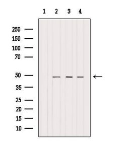 Invitrogen BRE Polyclonal Antibody 100 &mu;L; Unconjugated:Antibodies,