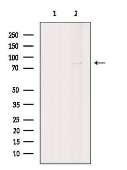 Invitrogen GNE Polyclonal Antibody 100 &mu;L | Buy Online | Invitrogen&trade; | Fisher Scientific