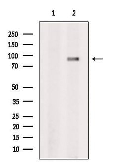 Invitrogen GNE Polyclonal Antibody 100 &mu;L | Buy Online | Invitrogen&trade; | Fisher Scientific