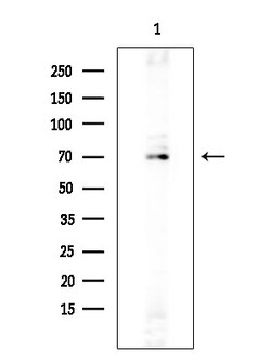 Invitrogen SLC30A9 Polyclonal Antibody 100 &mu;L; Unconjugated:Antibodies,