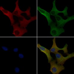 Invitrogen FGFBP2 Polyclonal Antibody 100 &mu;L; Unconjugated:Antibodies,