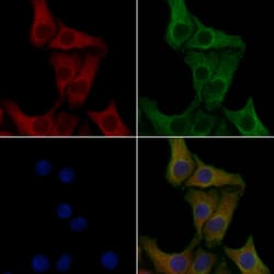Invitrogen IL17RC Isoform 1 Precursor Polyclonal Antibody 100 &mu;L; Unconjugated:Antibodies,
