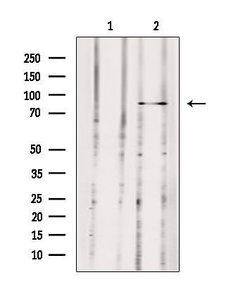 Invitrogen MX2 Polyclonal Antibody 100 &mu;L; Unconjugated:Antibodies,