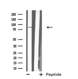 Invitrogen MX2 Polyclonal Antibody 100 &mu;L; Unconjugated:Antibodies,