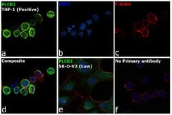 Invitrogen PLCB2 Polyclonal Antibody 100 &mu;L; Unconjugated:Antibodies,