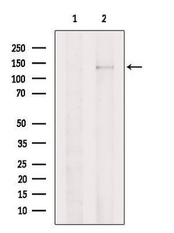 Invitrogen PLCB2 Polyclonal Antibody 100 &mu;L; Unconjugated:Antibodies,