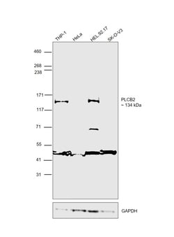 Invitrogen PLCB2 Polyclonal Antibody 100 &mu;L; Unconjugated:Antibodies,