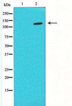 Invitrogen PLCB2 Polyclonal Antibody 100 &mu;L; Unconjugated:Antibodies,